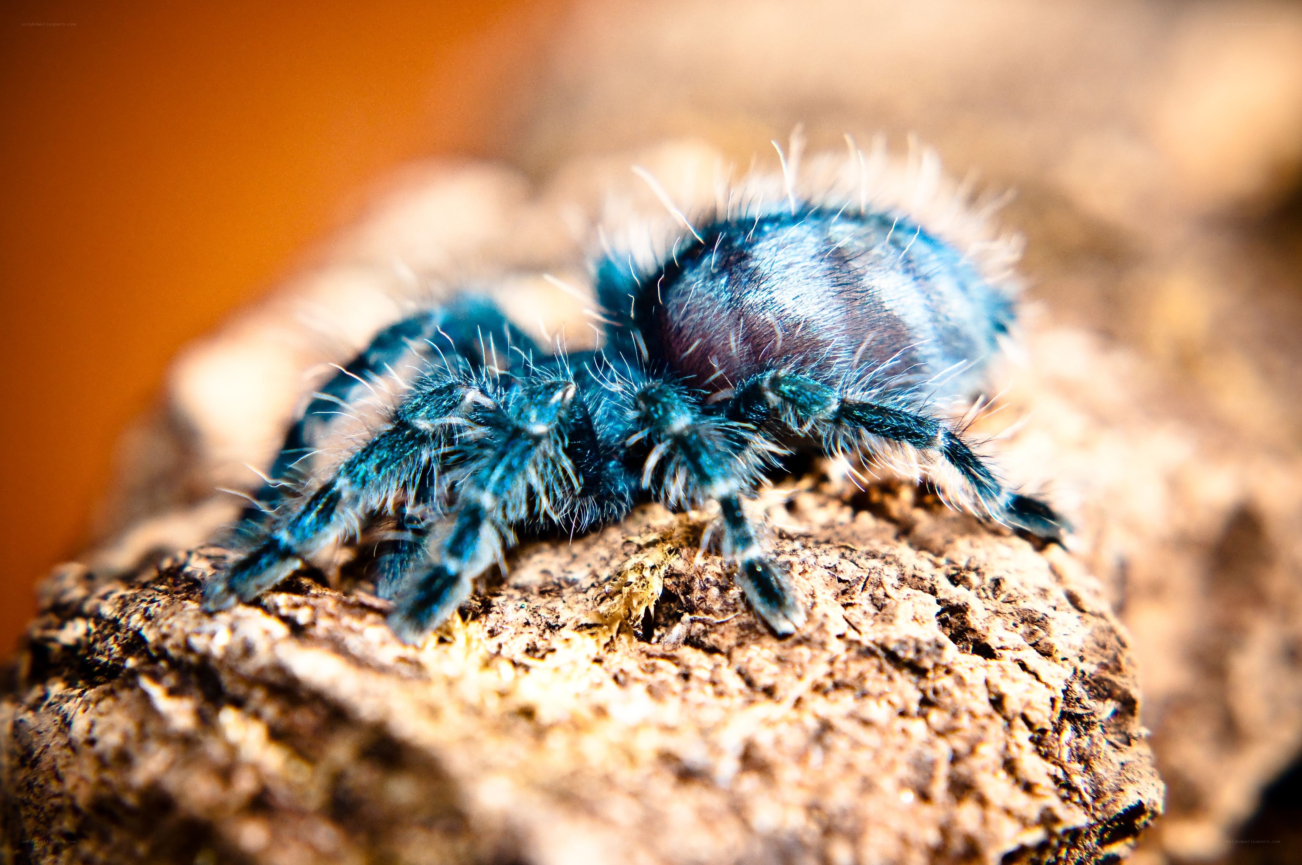 blue tarantula on wood
