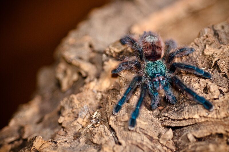 Blue Tarantula on Wood — Brown