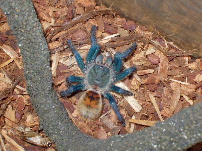 blue tarantula on wood chips