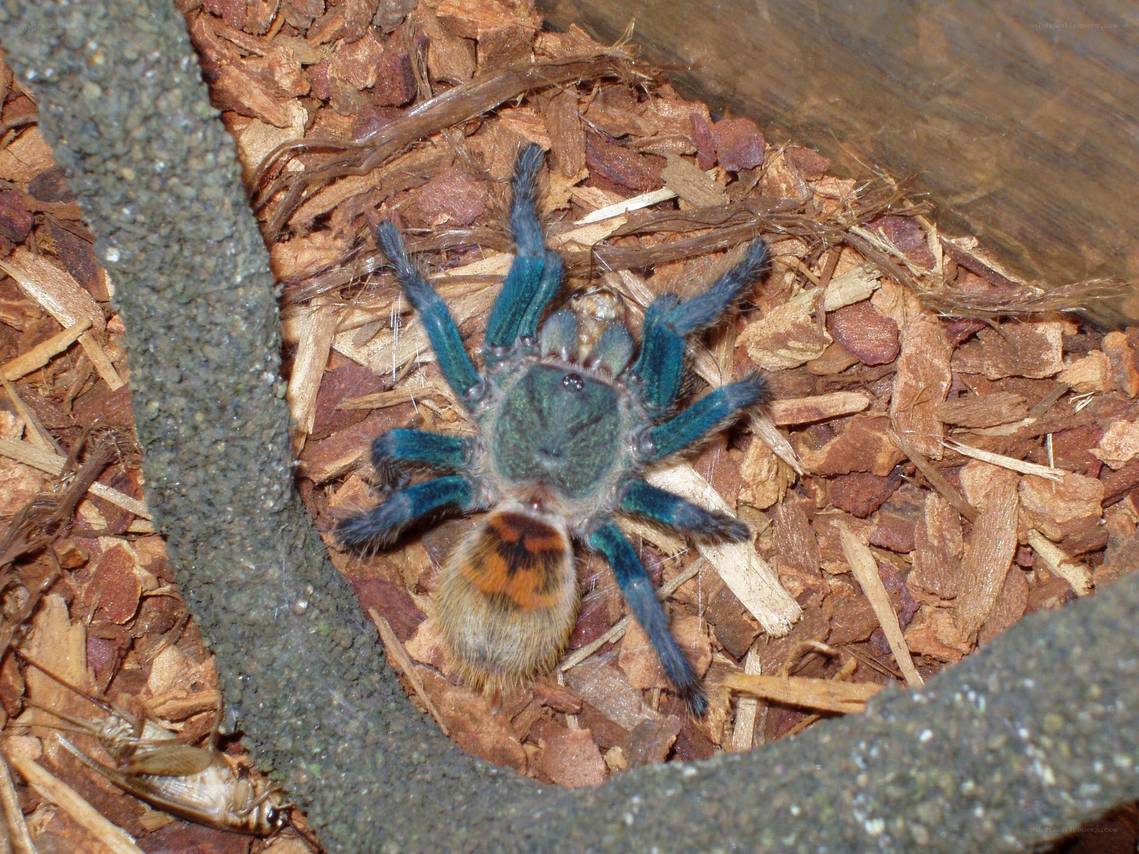 blue tarantula on wood chips