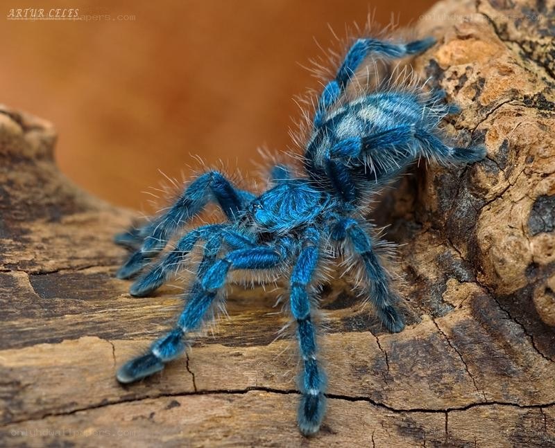 blue tarantula on wood