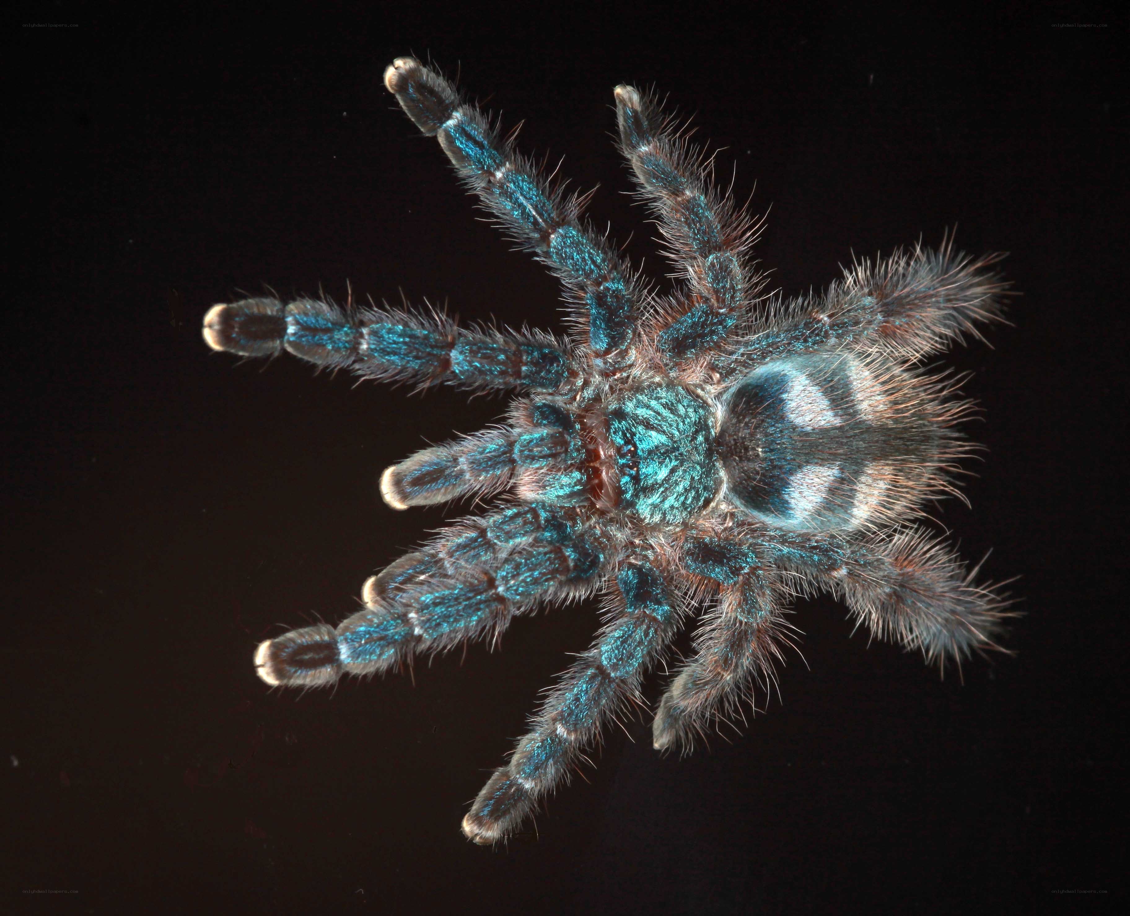 blue tarantula spider