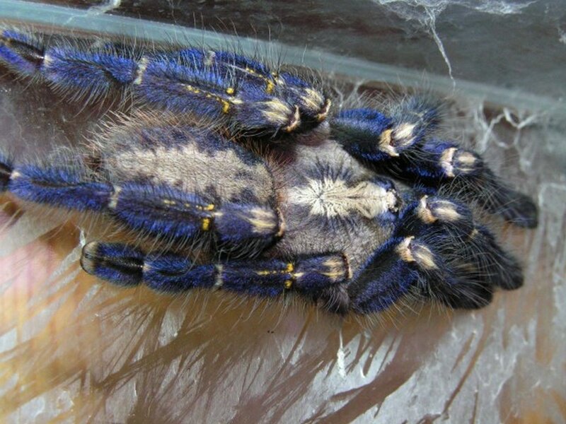 Blue Tarantula Spider — Calm