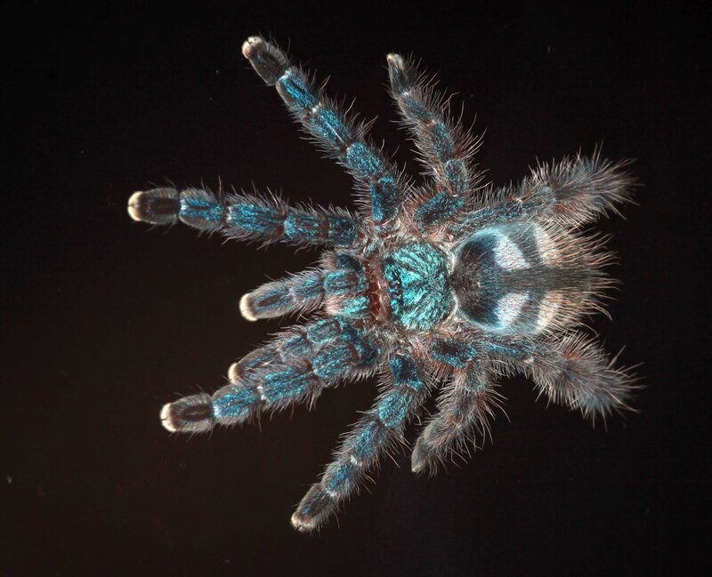 Blue Tarantula Spider — Dramatic