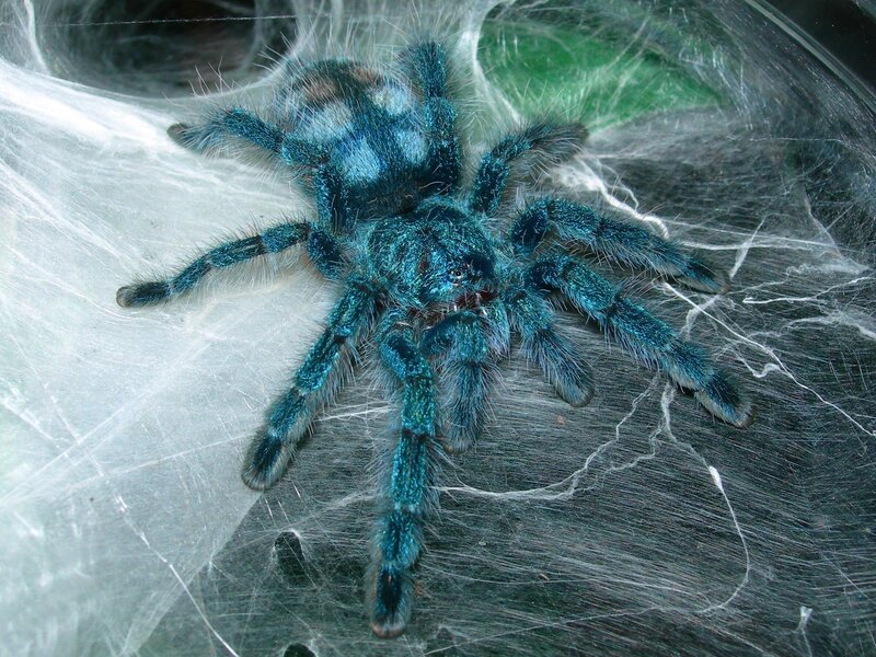 Blue Tarantula Spider — Natural, Photograph, Web