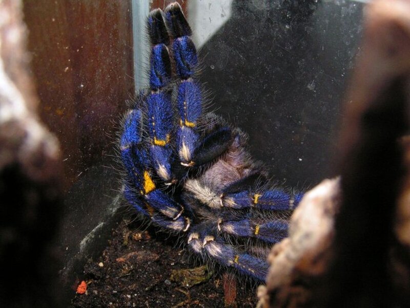 Blue Tarantula Spider — Natural