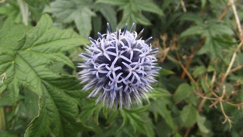 blue thistle flower