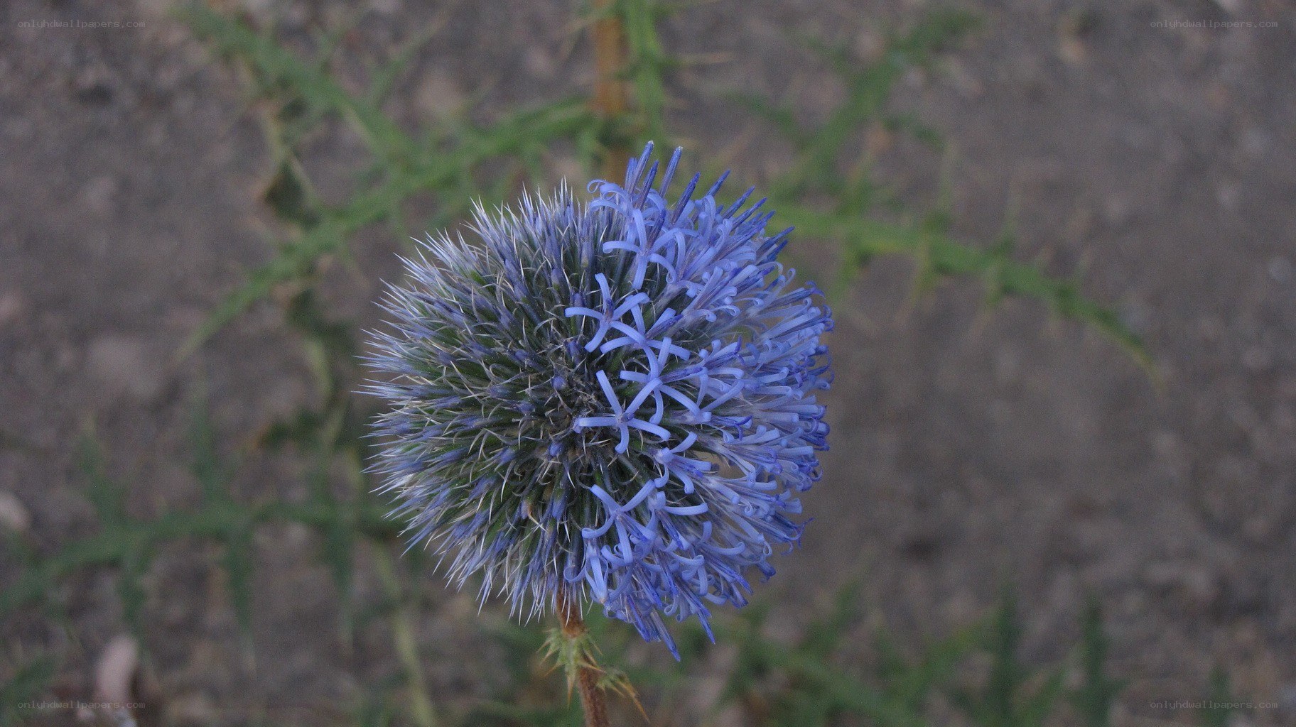 blue thistle flower
