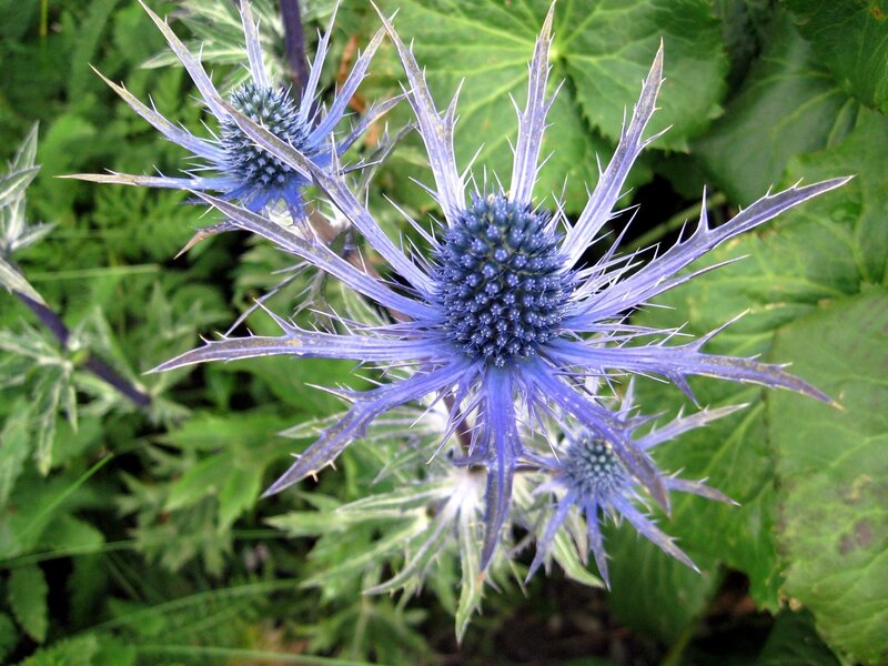 blue thistle flower
