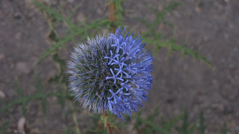 Blue Thistle Flower — Calm