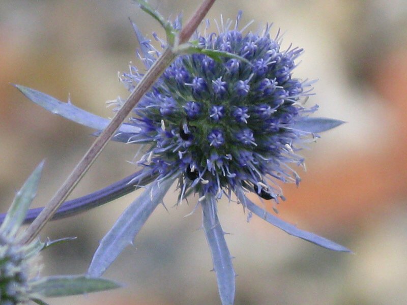 blue thistle flower close-up