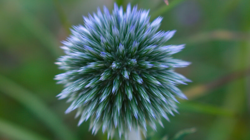 Blue Thistle Flower — Green