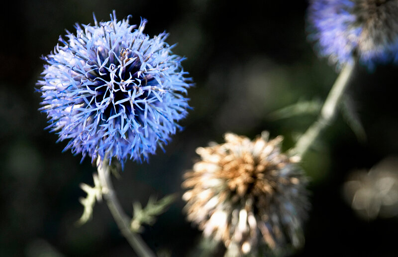 Blue Thistle Flower — Natural