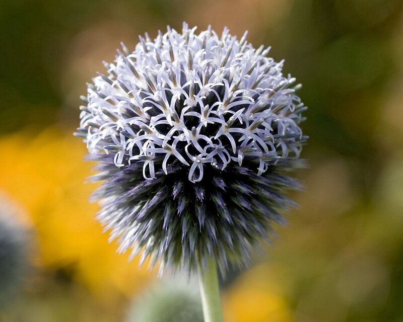 Blue Thistle Flower — Purple