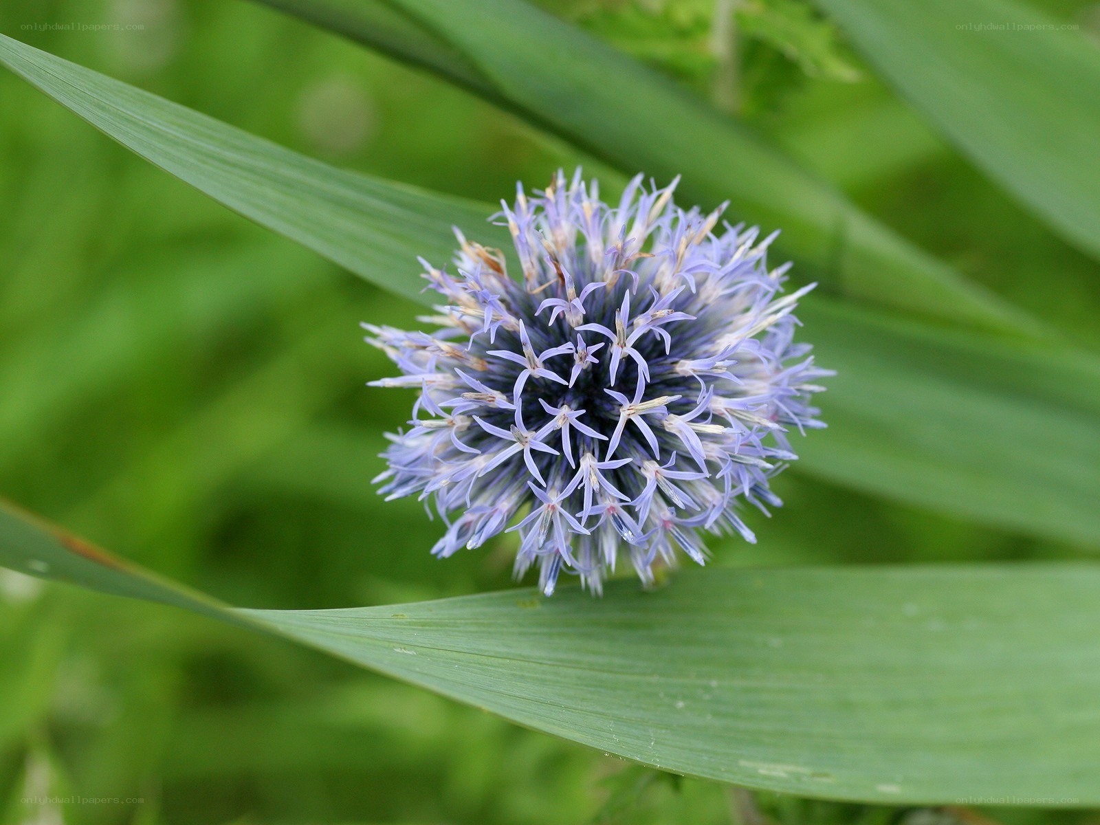 blue thistle flower