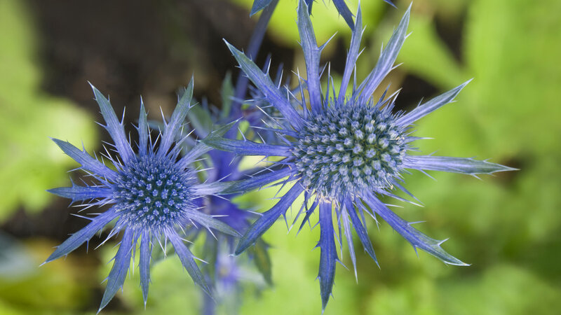 Blue Thistle Flowers — Calm, Summer