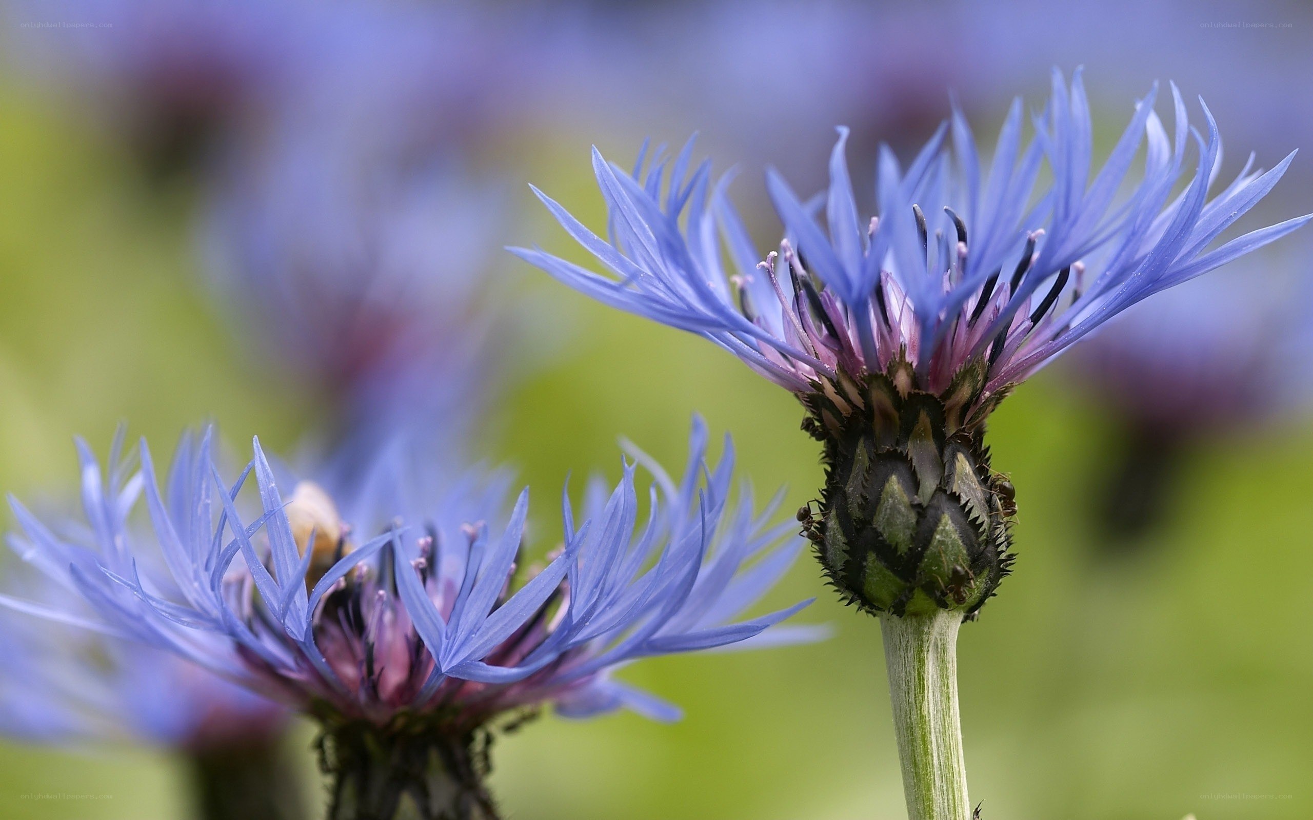 Blue thistle flowers in bloom