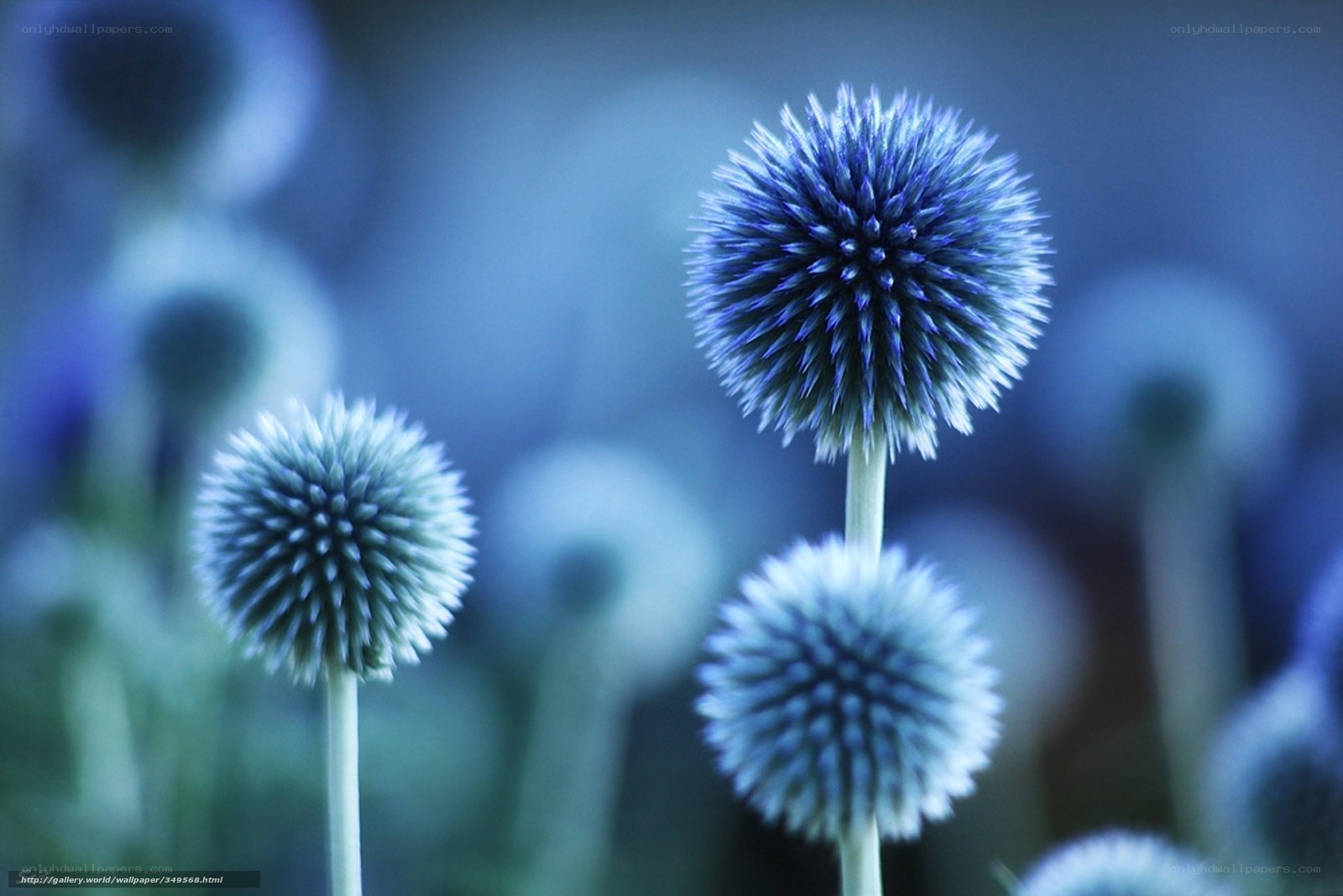 Blue thistle flowers in focus