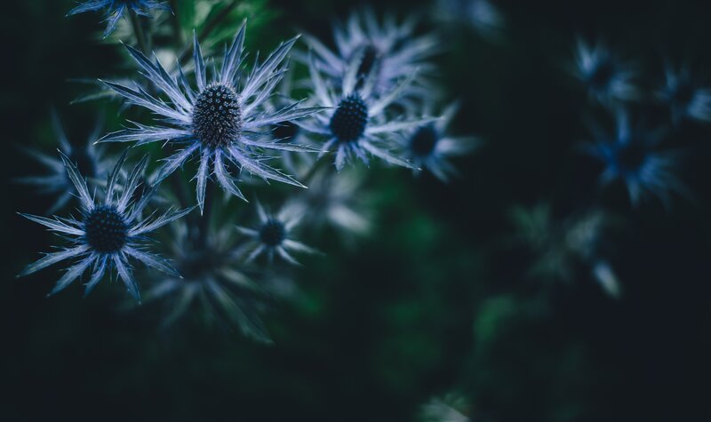 Blue thistle flowers in garden