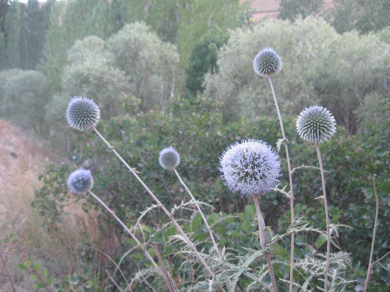 blue thistle flowers in nature
