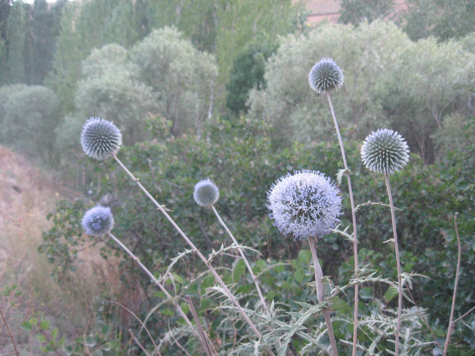 blue thistle flowers in nature