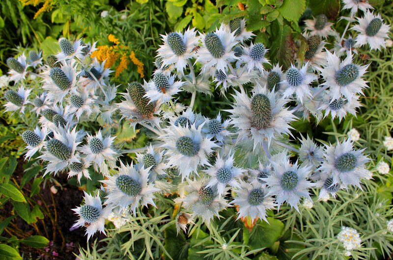 Blue Thistle Flowers — White