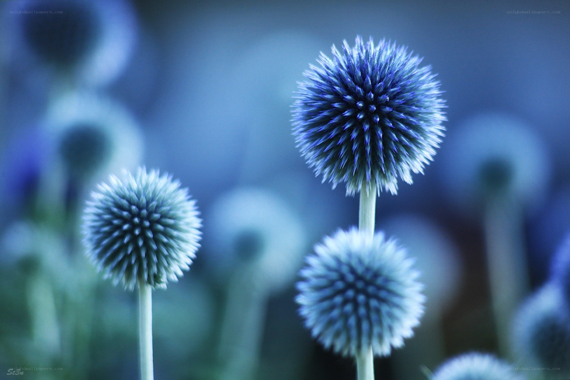 Blue thistle-like flowers in focus