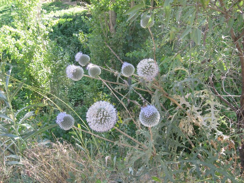 blue thistle-like flowers in garden