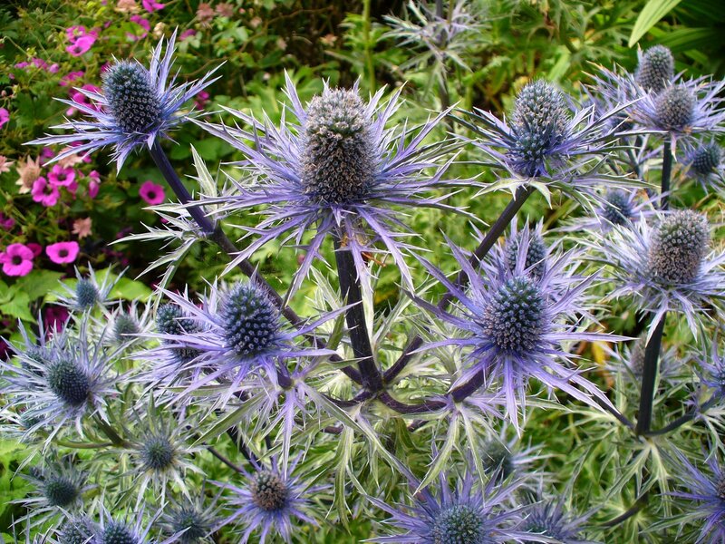 Blue thistle-like flowers in garden