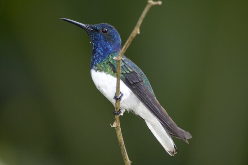 Blue-throated Hummingbird