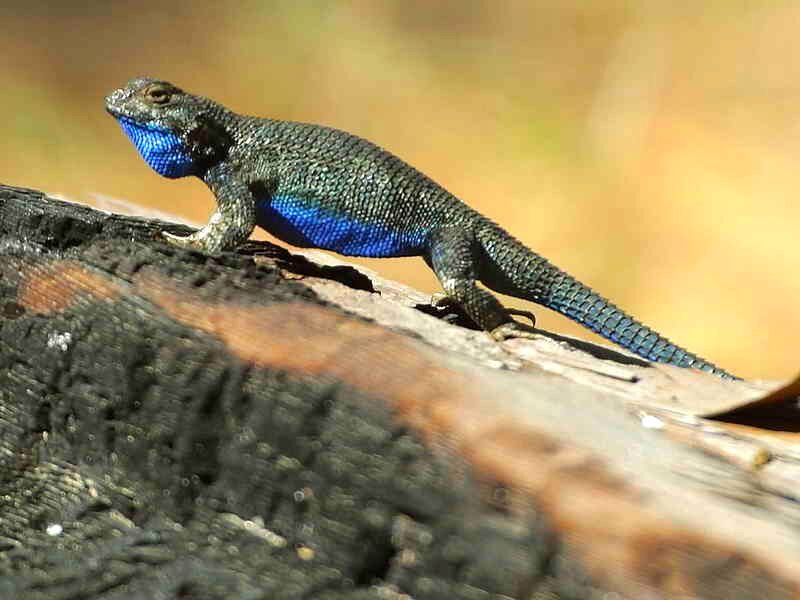 Blue-throated Lizard — Blue, Natural