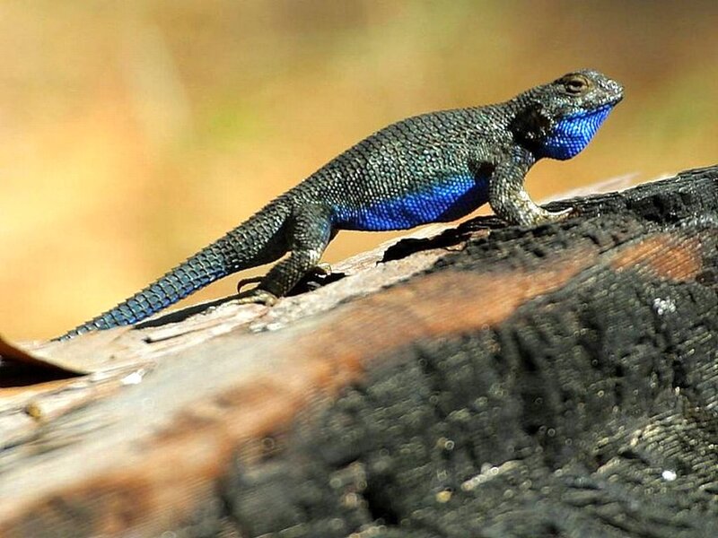 Blue-throated Lizard — Blue