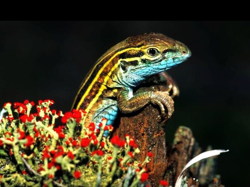 Blue-throated Lizard
