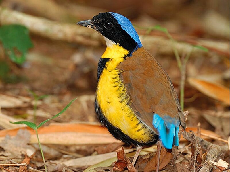 Blue-throated Piping Guan