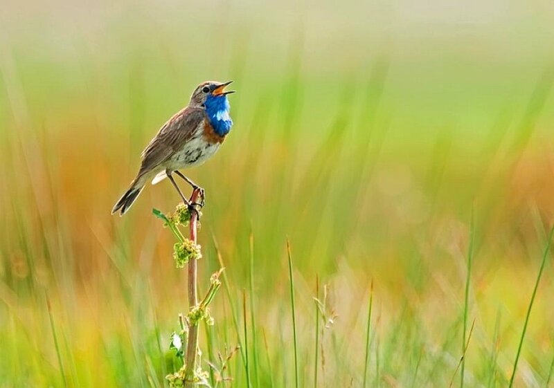 blue-throated pipit singing