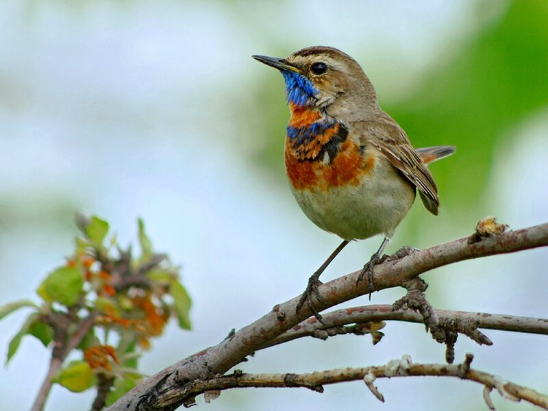 blue-throated redstart bird