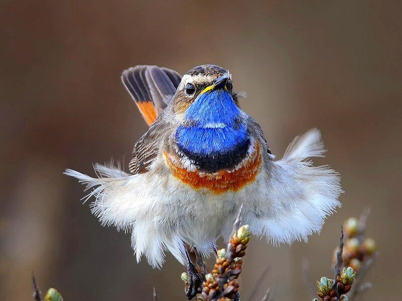 Blue-throated Redstart — Blue, Alert