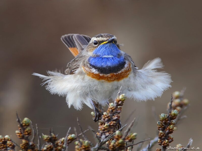 Blue-throated Redstart — Blue