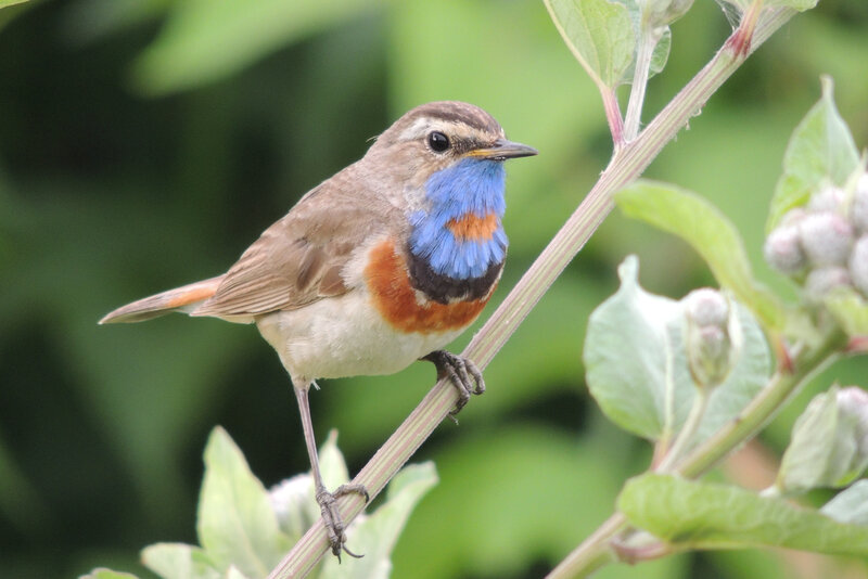 Blue-throated Redstart — Brown, Calm, Morning