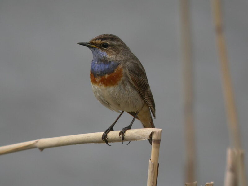 Blue-throated Redstart — Brown, Calm