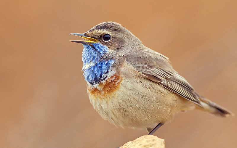 Blue-throated Redstart — Brown, Natural