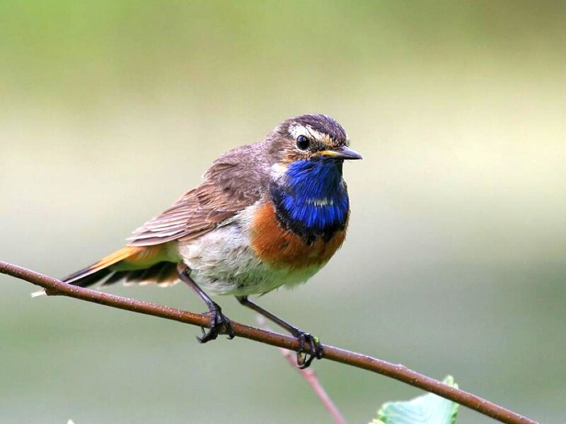 Blue-throated Redstart — Brown