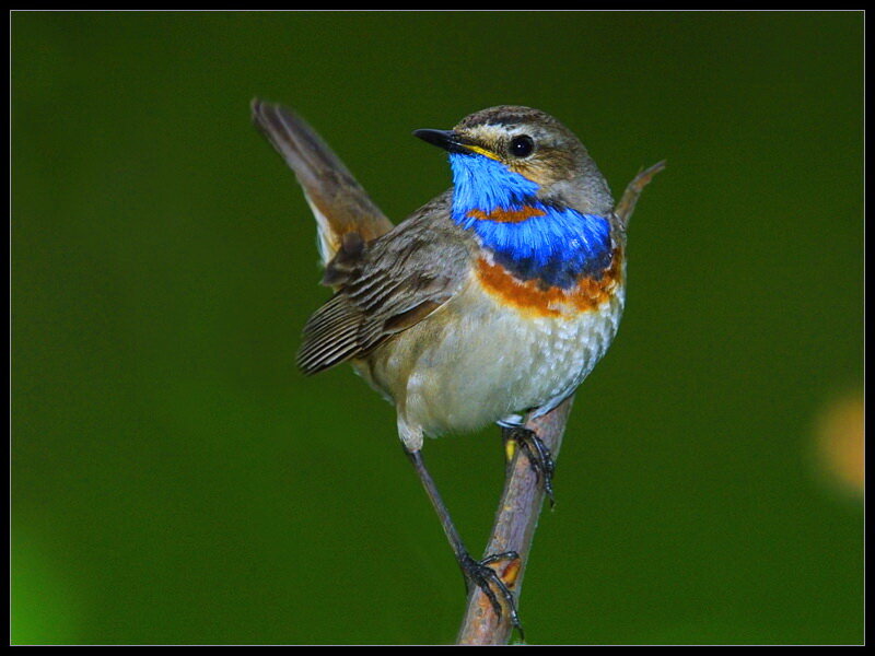 Blue-throated Redstart — Green