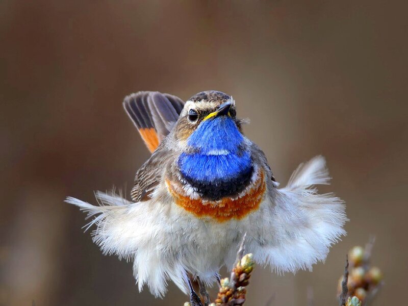 Blue-throated Redstart