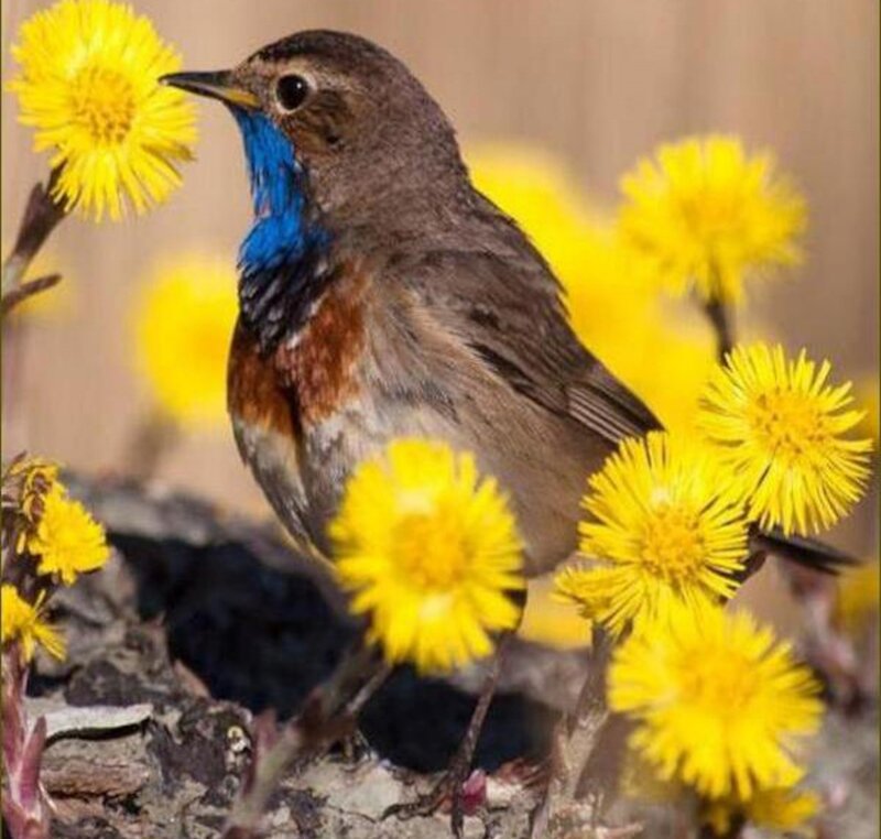 Blue-throated Redstart — Yellow