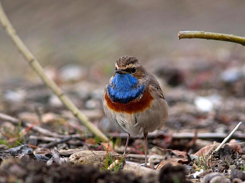 blue-throated robin bird
