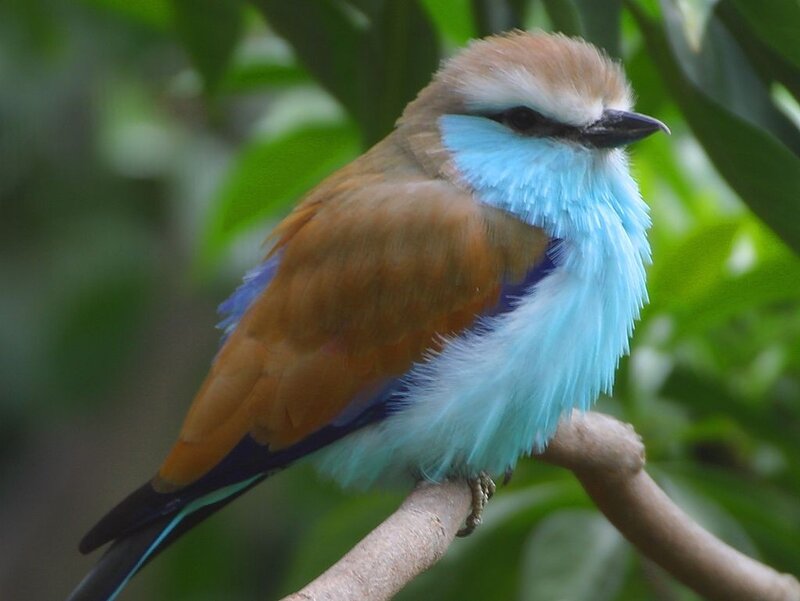 Blue-throated Roller Bird — Blue, Calm, Photograph, Branch
