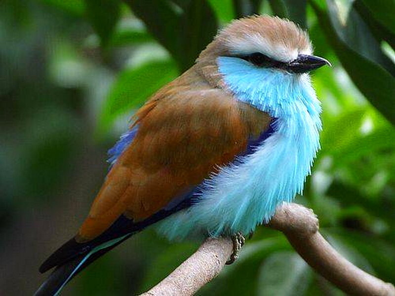 Blue-throated Roller Bird — Blue, Calm, Photograph