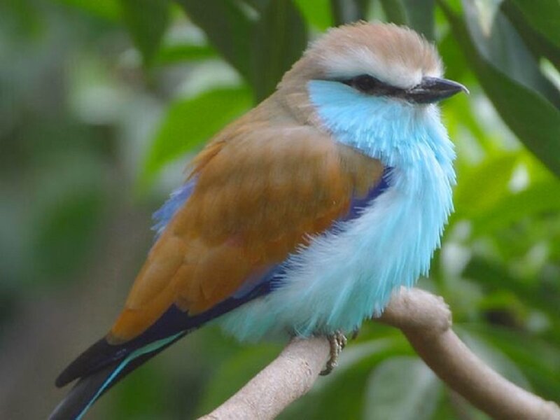 Blue-throated Roller Bird — Blue, Calm