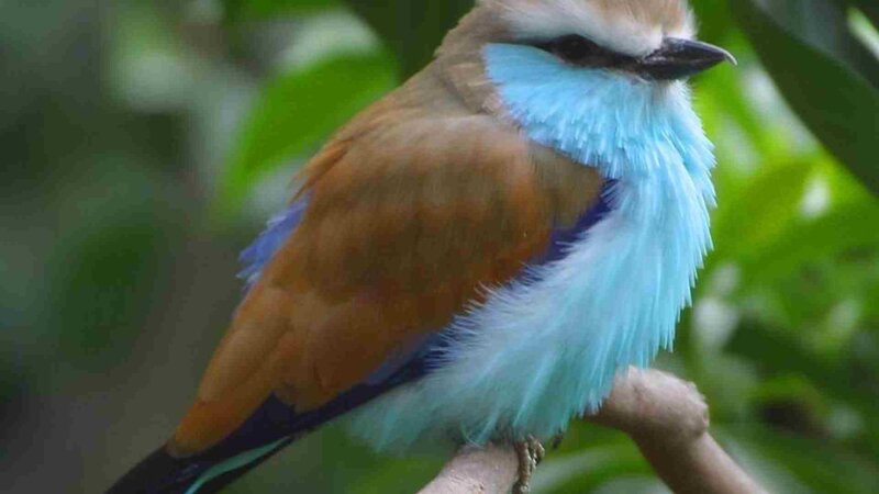 Blue-throated Roller Bird — Brown